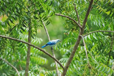 Bird perching on a tree