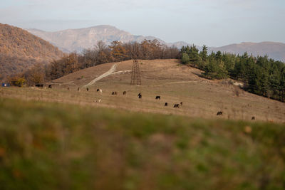 View of grazing cows in the mountains in autumn