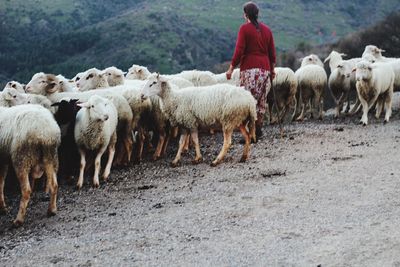 Rear view of woman standing with sheep on land against mountains