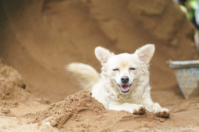 Portrait of dog relaxing on sand