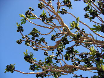 Low angle view of flowering tree against clear blue sky