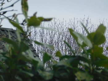 Close-up of plants against blurred background