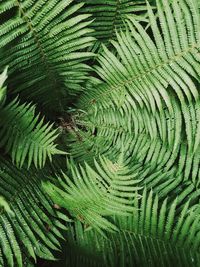 Full frame shot of fern leaves