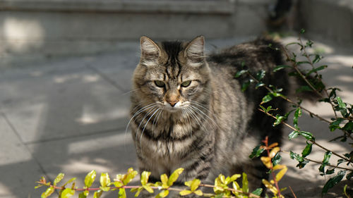 Gray tabby fluffy cat on street. muzzle with green eyes, long mustache, pink nose, shiny coat. 