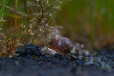 Close-up of snail