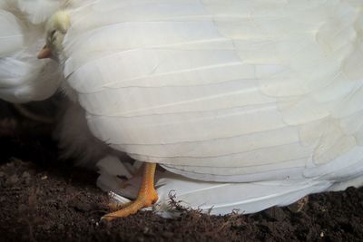 Close-up of bird