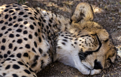 Sleeping cheetah near solitaire in the naukluft national park in namibia