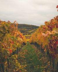 Scenic view of vineyard against sky during autumn