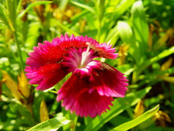 Close-up of pink flowers