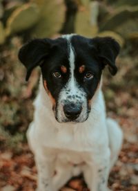 Close-up portrait of dog sitting on field