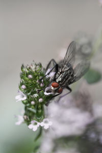 Close-up of insect on flower