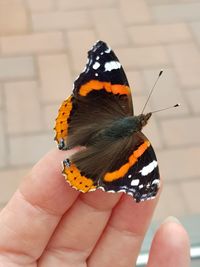 Close-up of butterfly on hand