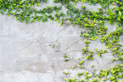 Close-up of ivy on wall