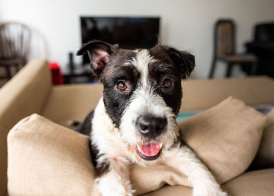 Portrait of dog relaxing on sofa at home