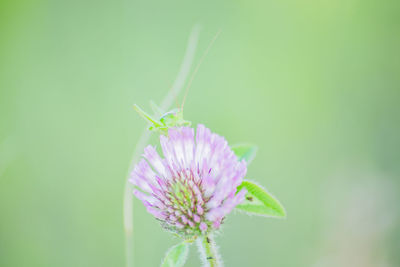 Close-up of insect on pink flower