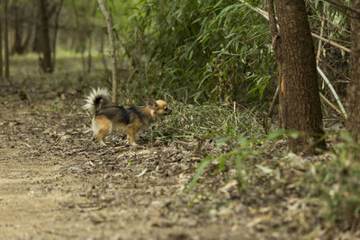 View of dog running on land