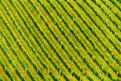 Full frame shot of green grape crops