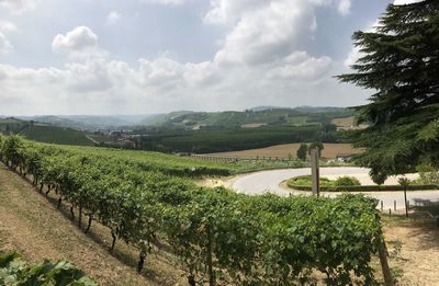 Scenic view of vineyard against sky