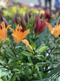 Close-up of flowering plant