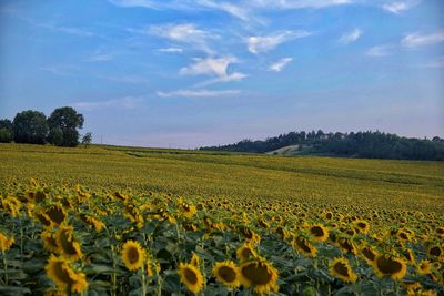 Scenic view of yellow field against sky