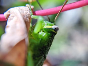 Close-up of insect on leaf