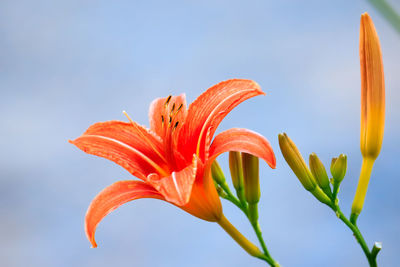 Close-up of orange day lily blooming outdoors