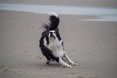 View of a dog on beach