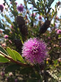 Close-up of pink flowers