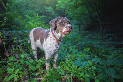 Dog looking away in forest