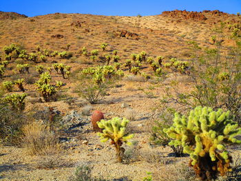 Plants growing on field