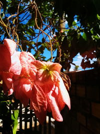 Close-up of pink cherry blossoms on tree