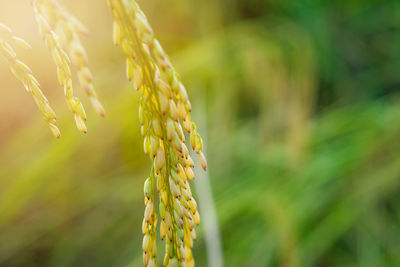 Close-up of wheat growing on field