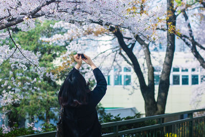 Rear view of woman photographing cherry tree