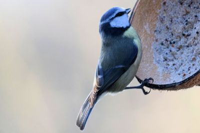 Close-up of bird perching outdoors