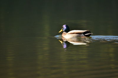 Full length of swan swimming on lake
