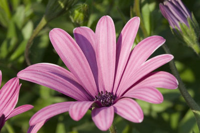 Close-up of pink flower blooming outdoors