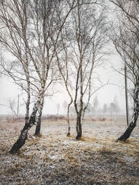 Bare trees on beach against sky