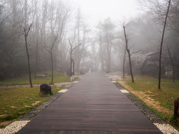 View of footpath amidst trees