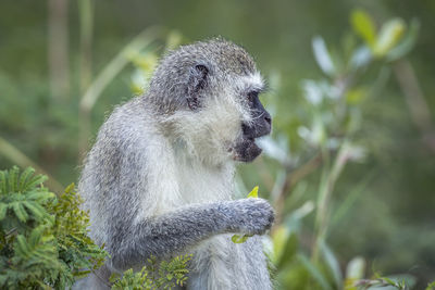 Close-up of monkey looking away