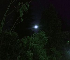 Low angle view of illuminated tree against sky at night