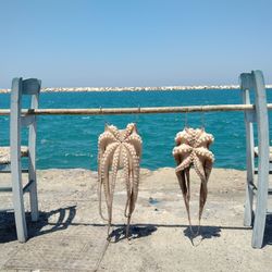 View of octopus hanging on pole