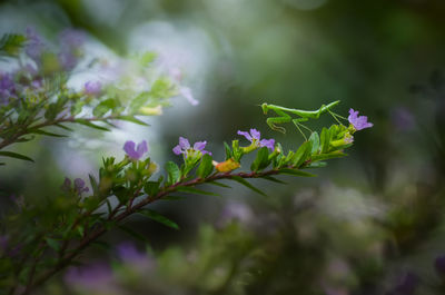 Close-up of purple flowering plant