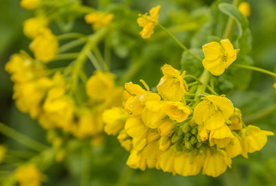 Close-up of yellow flowers blooming outdoors