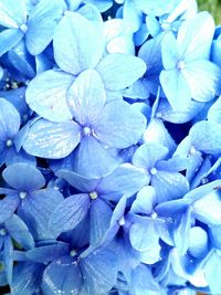 Close-up of hydrangea flowers