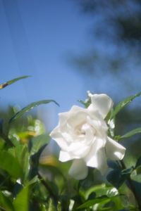 Close-up of white flowers blooming outdoors