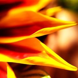 Macro shot of yellow flowering plant