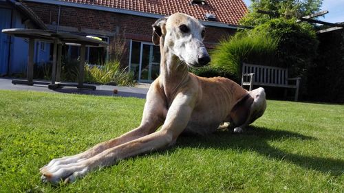 Dog on grassy field