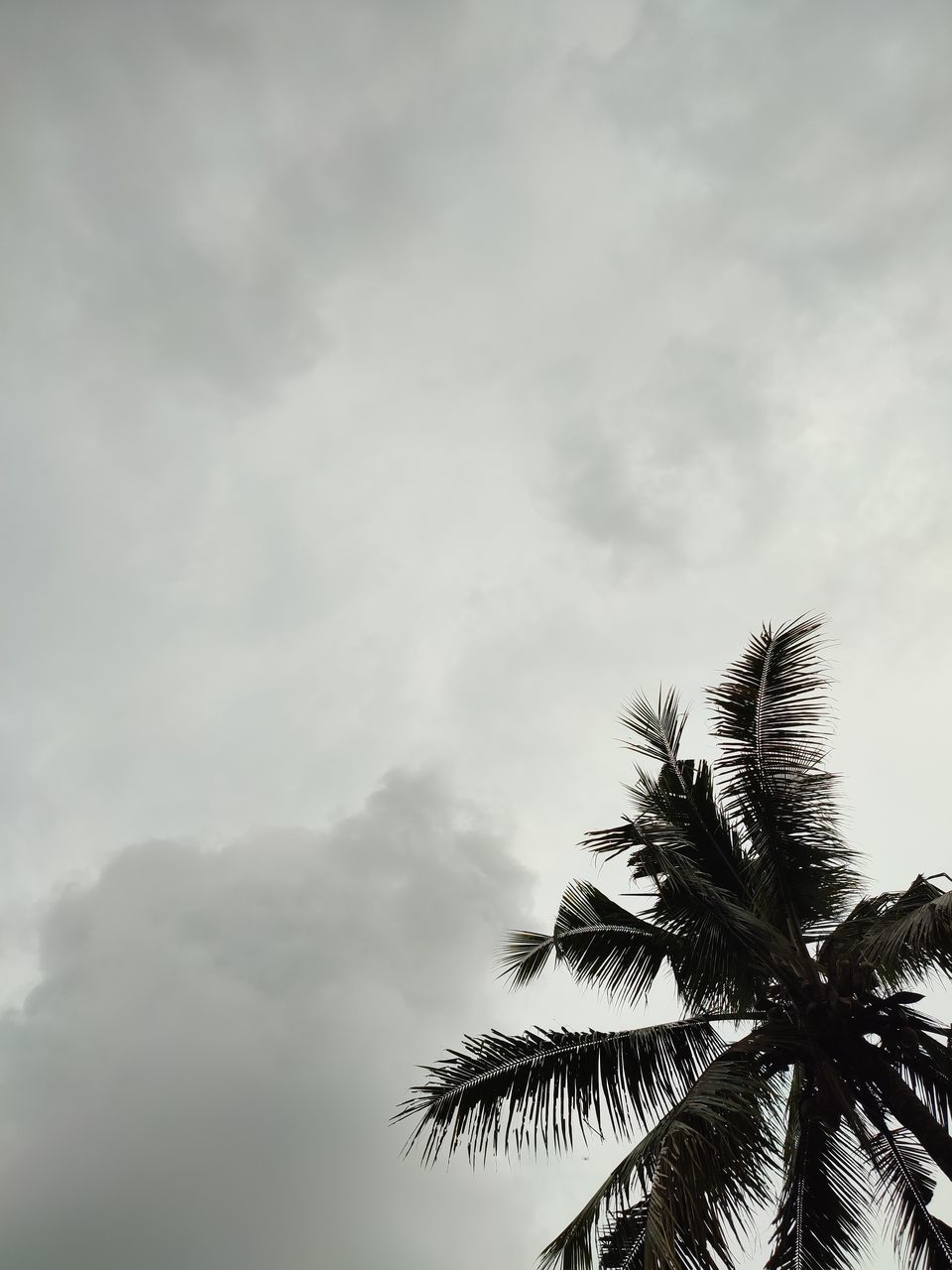 palm tree, tropical climate, sky, tree, cloud, plant, nature, low angle view, wind, beauty in nature, no people, palm leaf, tropical tree, leaf, coconut palm tree, outdoors, tranquility, scenics - nature, copy space, environment, cloudscape, growth, day, silhouette, sunlight, travel destinations, dramatic sky, overcast, idyllic, land, tranquil scene, branch, travel