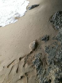 High angle view of starfish on sand at beach