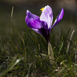 Close-up of purple crocus flowers on field